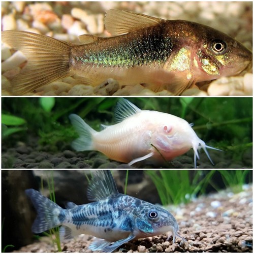 Corydoras mix - Corydoras mischung L