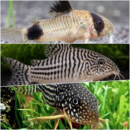 Corydoras mix - Corydoras mischung Luxe
