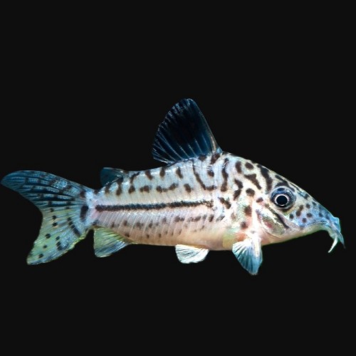 Corydoras leopardus - Leopardus Panzerwels