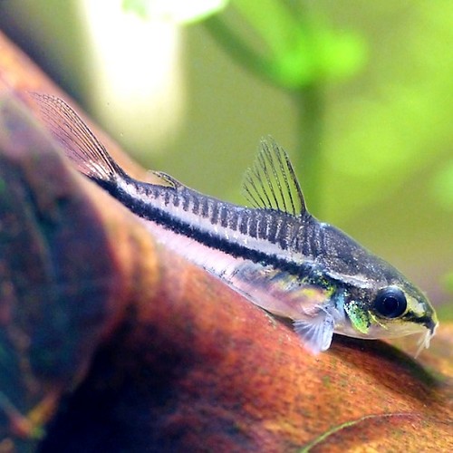 Corydoras pygmaeus - Zwergpanzerwels M