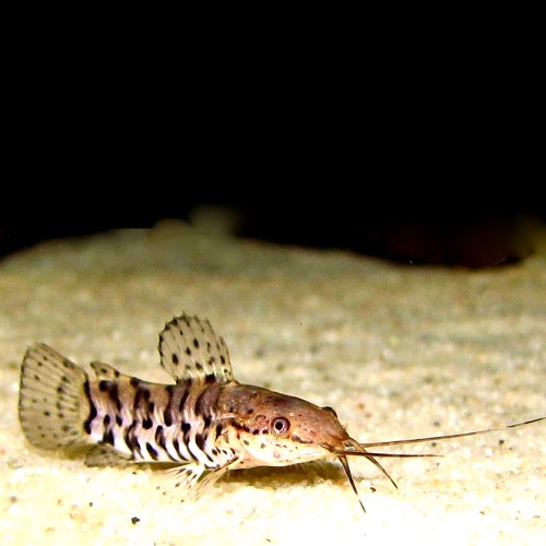 Hoplosternum thoracatum - Schwarzer schwielenwels M