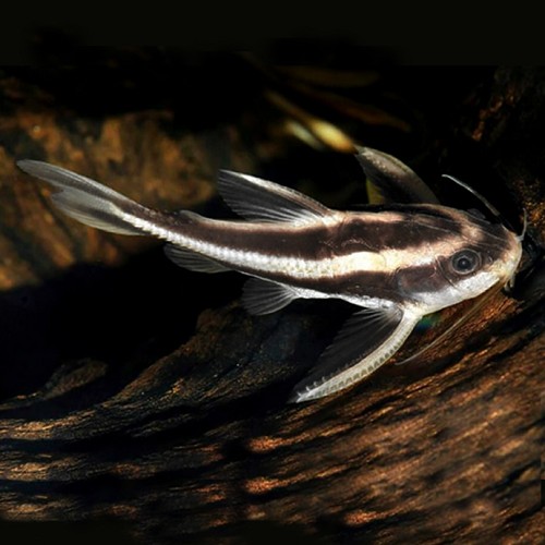 Platydoras costatus - Liniendornwels SM