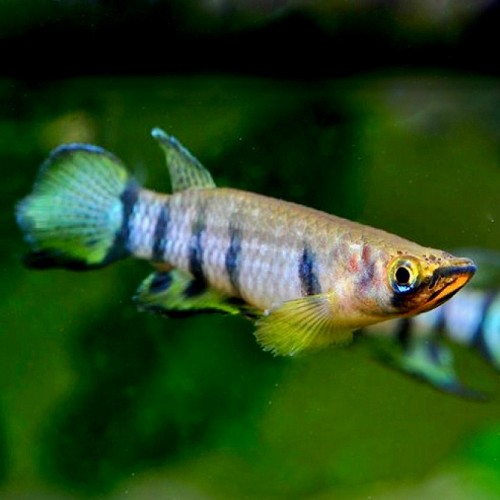 Epiplatys dageti - Querbandhechtling