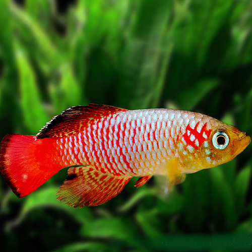 Nothobranchius guentheri red - Prachtfundulus L