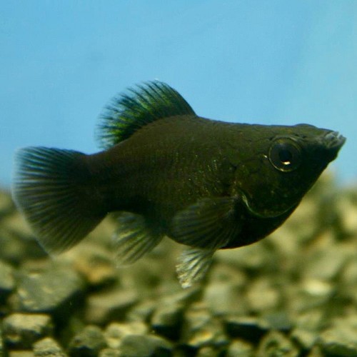 Poeciliidae sphenops Balloon black - Ballon Black molly  M