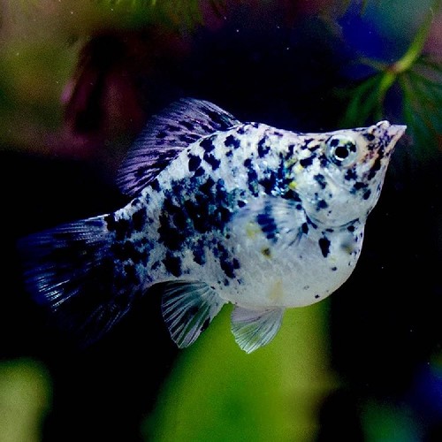 Poeciliidae sphenops Balloon dalmatier - Ballon dalmatiner molly M