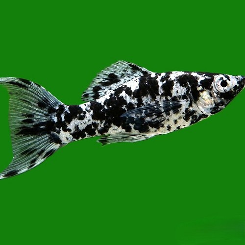 Poecilia velifera dalmatier - Segelkärpfling dalmatiner lyretail