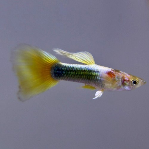 Poecilia reticulatus - Guppy mann gelb tuxedo M