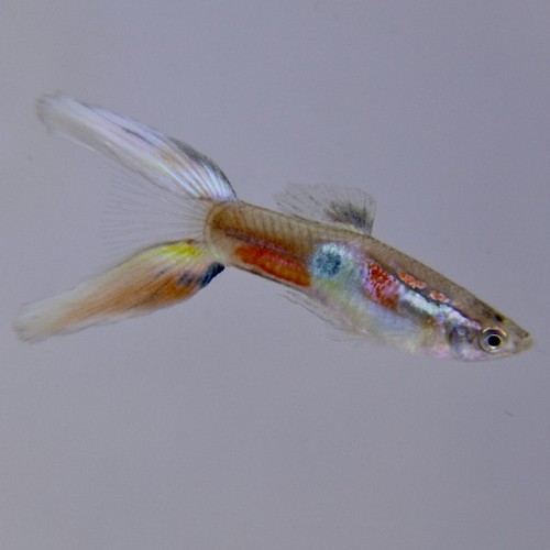 Poecilia reticulatus - Guppy mann lyretail M