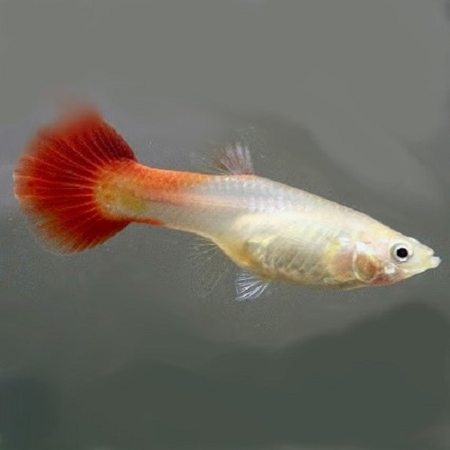 Poecilia reticulatus, Lebistes reticulatus - Guppy weiblich blond