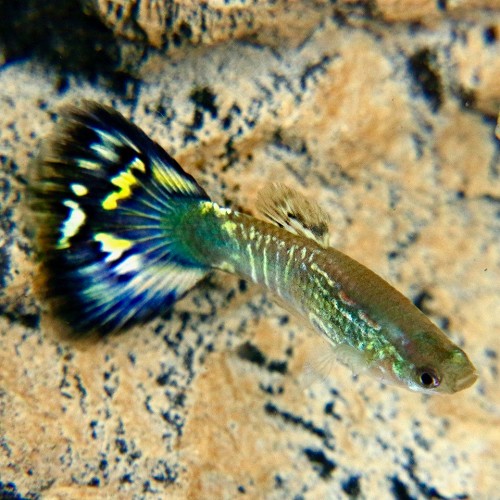 Poecilia reticulatus, Lebistes reticulatus - Guppy mann blue mosaic