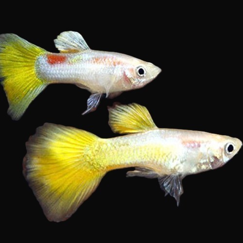 Poecilia reticulatus, Lebistes reticulatus - Guppy mann micariff gelb
