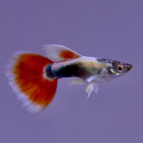 Poecilia reticulatus, Lebistes reticulatus - Guppy mann santa baddy