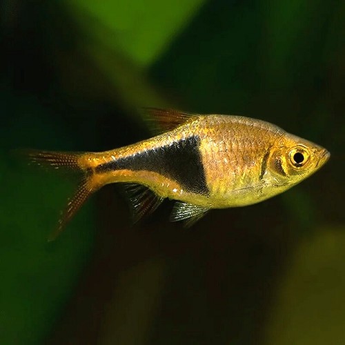 Rasbora heteromorpha gold
