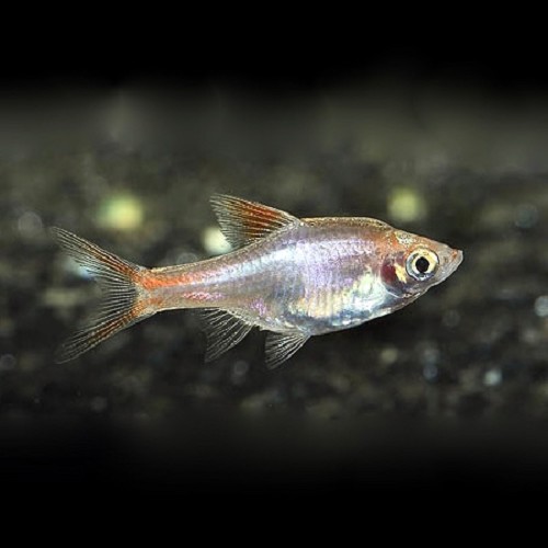 Rasbora heteromorpha gold