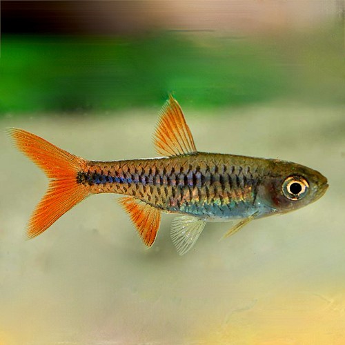 Rasbora lacrimula