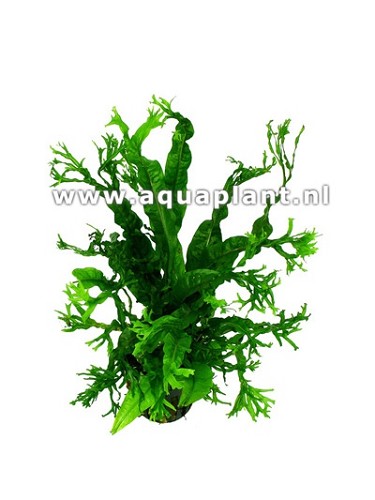 Microsorum crisped leaves - kleiner Javafarn im topf