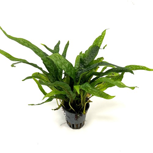 Microsorum green gnome in pot