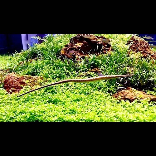 Microphis brachyurus L - Große Süßwassernadel