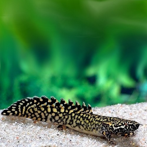 Polypterus ornatipinnis - Schmuck Flösselhecht SM