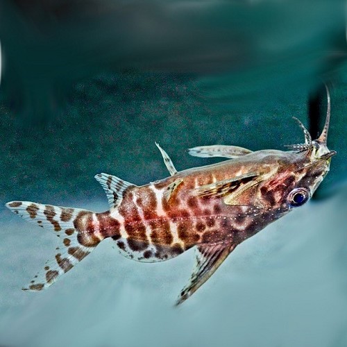 Synodontis nigriventris M - Rückenschwimmender Kongowels
