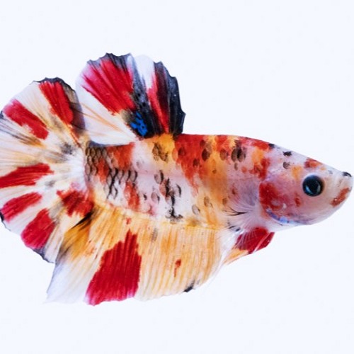 Siamesischer kampffisch nemo frau