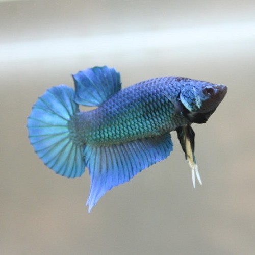 Betta splendens - Siamesischer kampffisch männlich blau XL
