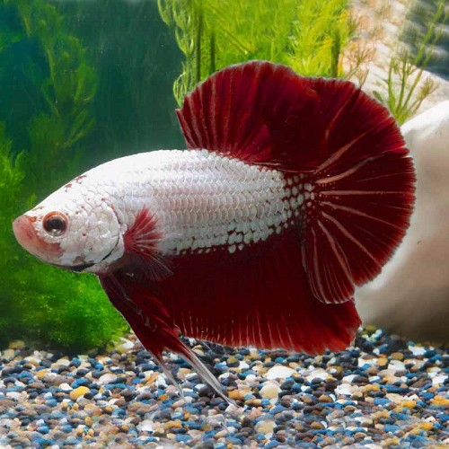 Betta splendens - Siamesischer kampffisch männlich blau XL