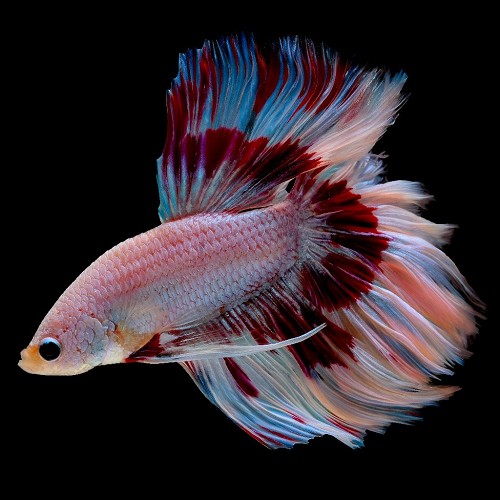 Betta splendens - Siamesischer kampffisch männlich halfmoon XL