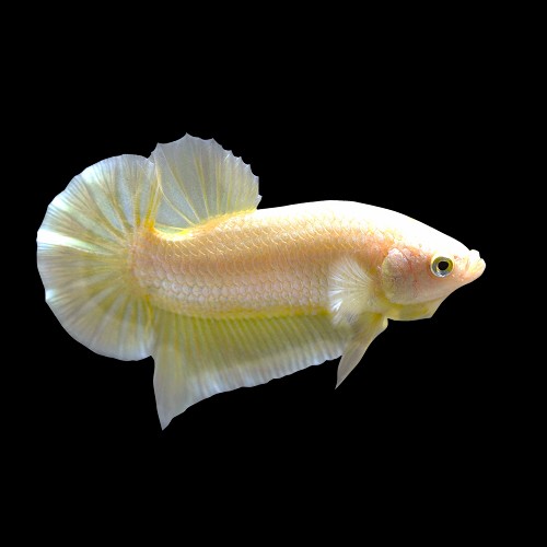 Betta splendens - Siamesischer kampffisch männlich Gold plakat