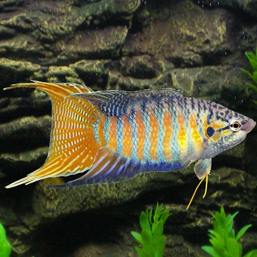 Macropodus opercularis - Paradiesfisch blau M
