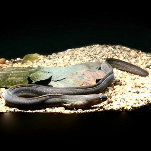 Gymnothorax tile - Süßwassermurene ML (15-20 cm)