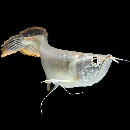 Osteoglossum bicirrhosum - Knochenzüngler S