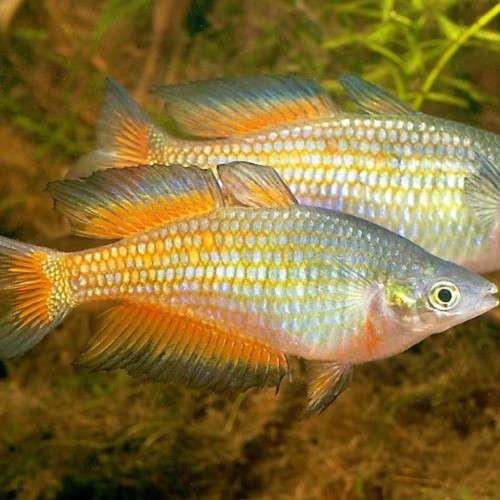 Melanotaenia parkinsoni -  Parkinsons Regenbogenfisch