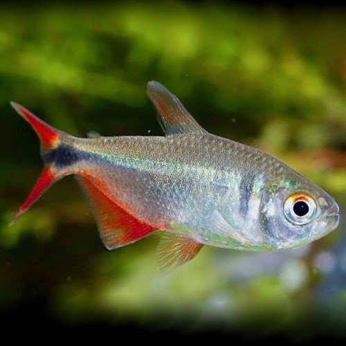 Hemigrammus caudovittatus - Rautenflecksalmler M