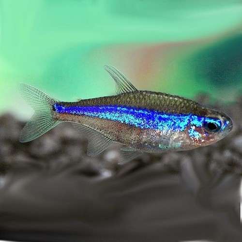 Paracheirodon simulans - Blauer neon M