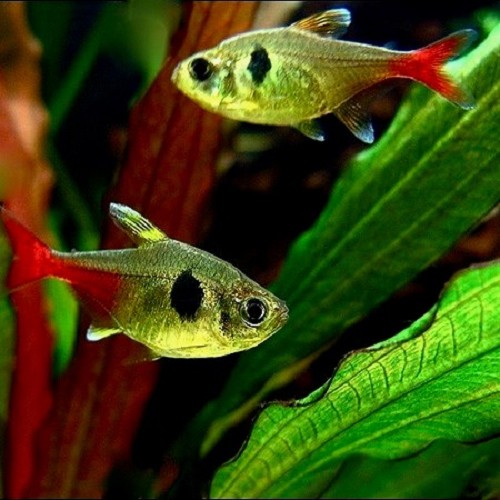 Hyphessobrycon roseus - Gelber Phantomsalmler M