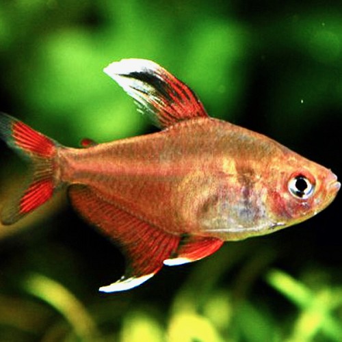 Hyphessobrycon ornatus whitefin M