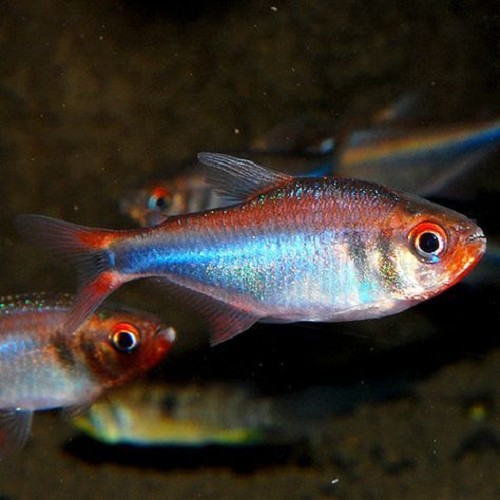 Hyphessobrycon wadai - Salmler Wadai L