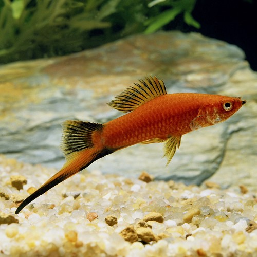 Xiphophorus helleri - Streifenschwertträger wagtail ML