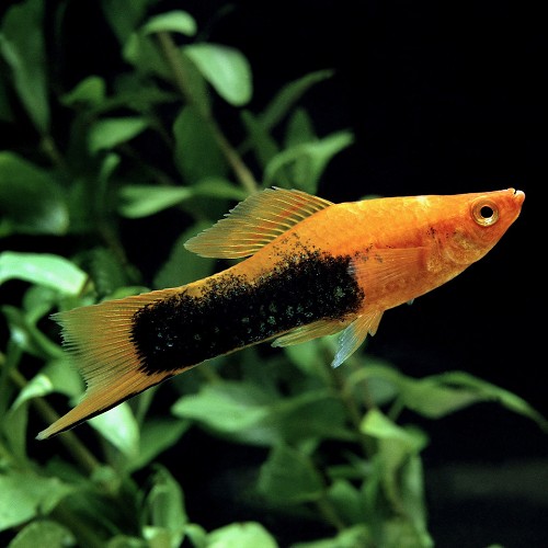 Xiphophorus helleri - Streifenschwertträger tuxedo ML