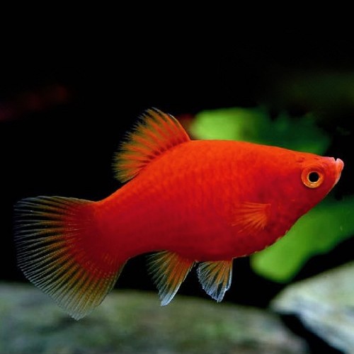 Xiphophorus maculatus - Platy koralle