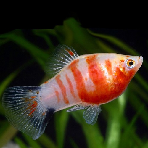 Xiphophorus maculatus - Platy blutendes herz M