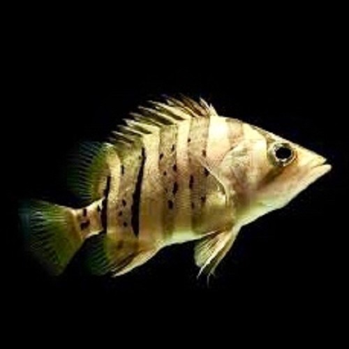 Datnoides microlepis - Schöner Tigerbarsch S