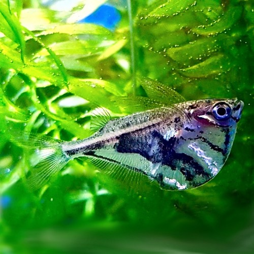 Carnegiella strigata - Marmorierter Beilbauchfisch L