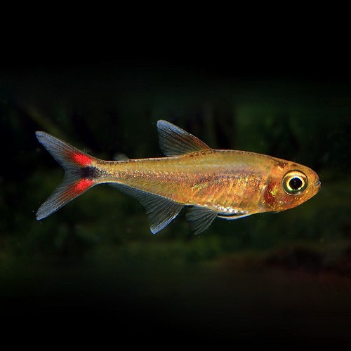 Hasemania nana - Kupfersalmler orange