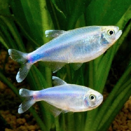 Microbrycon cochui, Boehlkea fredcochui - Blauer Perusalmler M