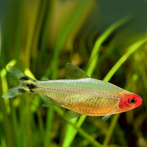 Petitella georgiaae - Georgias rotkopfsalmler gold