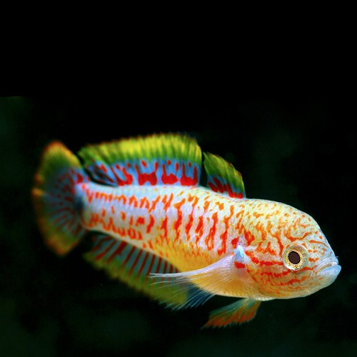 Tateurndina ocellicauda - Schwanzfleck-Schläfergrundel