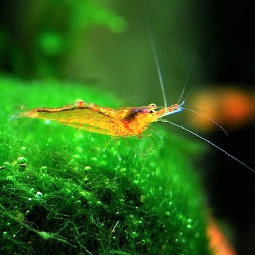 Neocaridina sp. propinqua shrimp - Orange Celebesgarnele